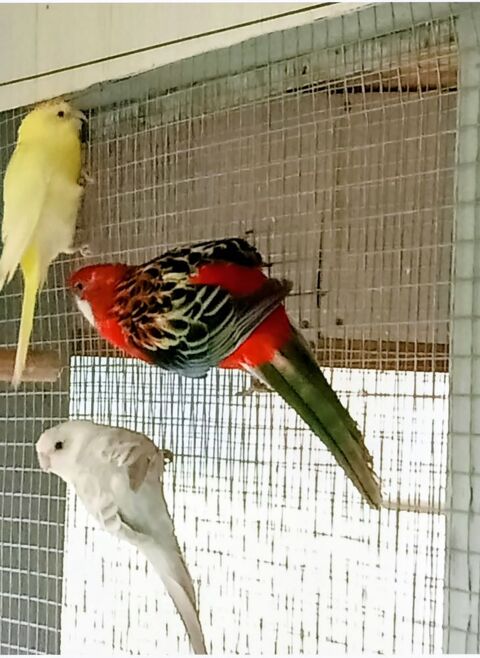 Perruche omnicolore 55 80230 Saint-valery-sur-somme