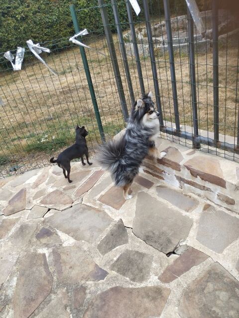 mâle pomchi père spitz nain poméranien ,mère chihuahua 1880 61160 Trun