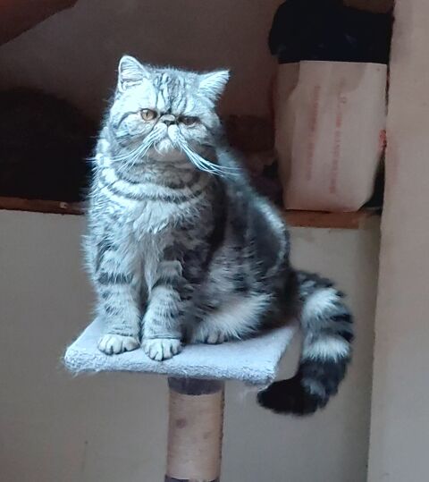 Magnifiques exotic shorthair  650 95500 Le thillay