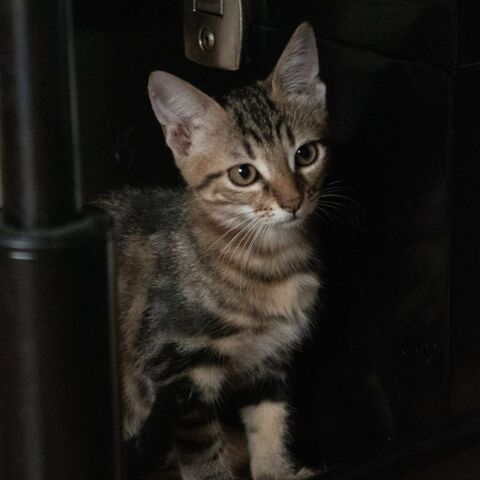 Chaton CANNELLE 100 26300 Pizancon