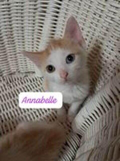   Adoption chats chatons par association  