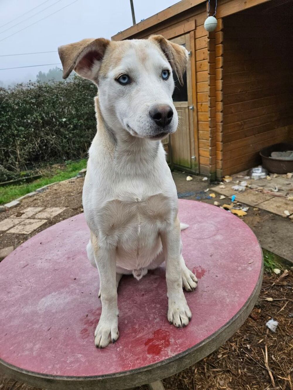   Alpha x husky  
