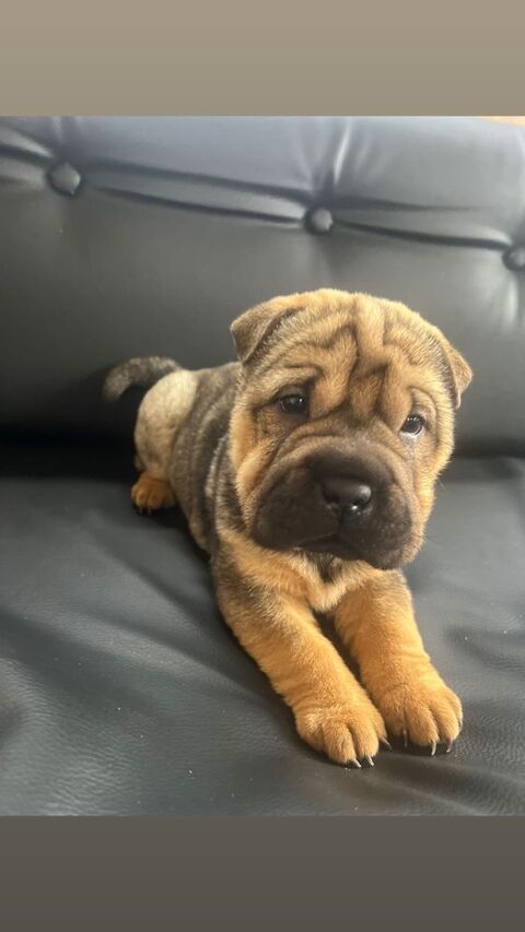 Chiot sharpei 600 85220 Cox