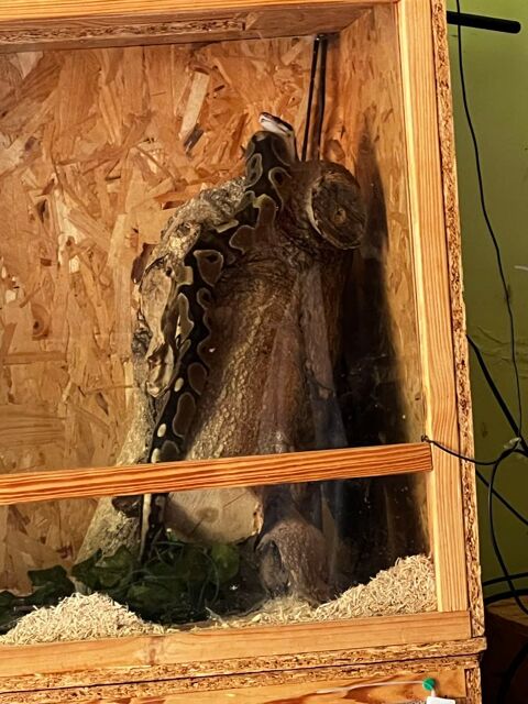 python regius avec terrarium Candé (49)