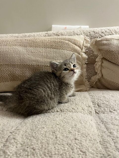 Chaton type British 750 95400 Arnouville-ls-gonesse