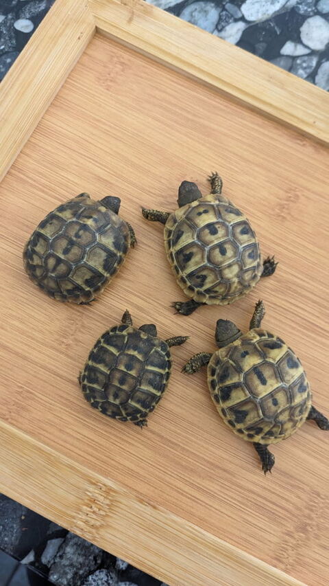 de tortue de terre 100 85500 Les herbiers