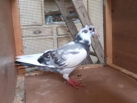 JEUNES PIGEONS TYPE VOYAGEUR 10 33130 B�gles