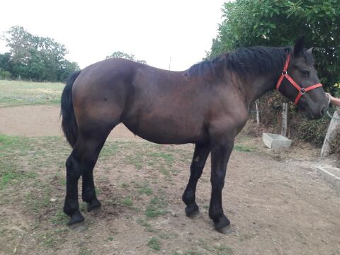JUMENT PERCHERONNE NOIRE 18 MOIS 0 53190 Fougerolles-du-plessis