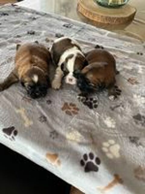   Bébés SHIH TZU  