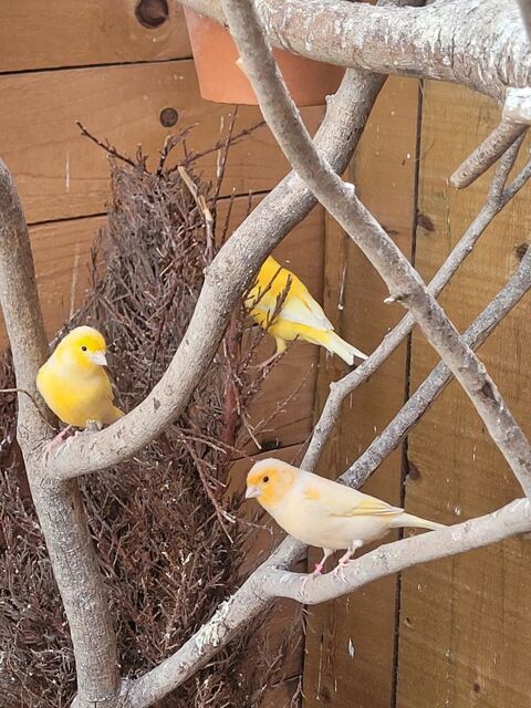 canaris 13 72320 Montmirail