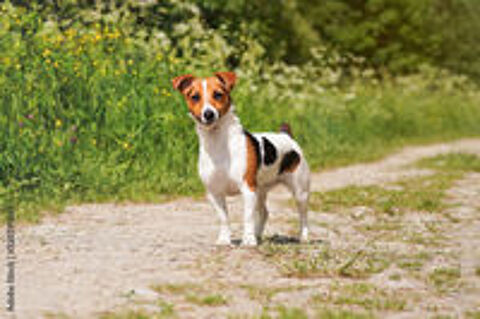   Chien Jack russel pure race 