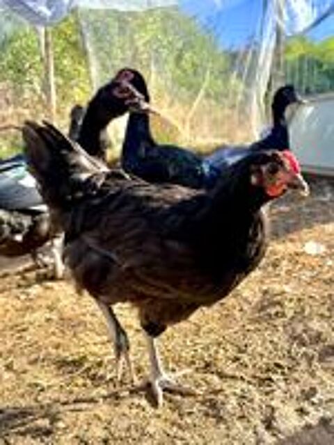   4 jeunes poules Gasconnes pure race (Astarac Bigorre)  