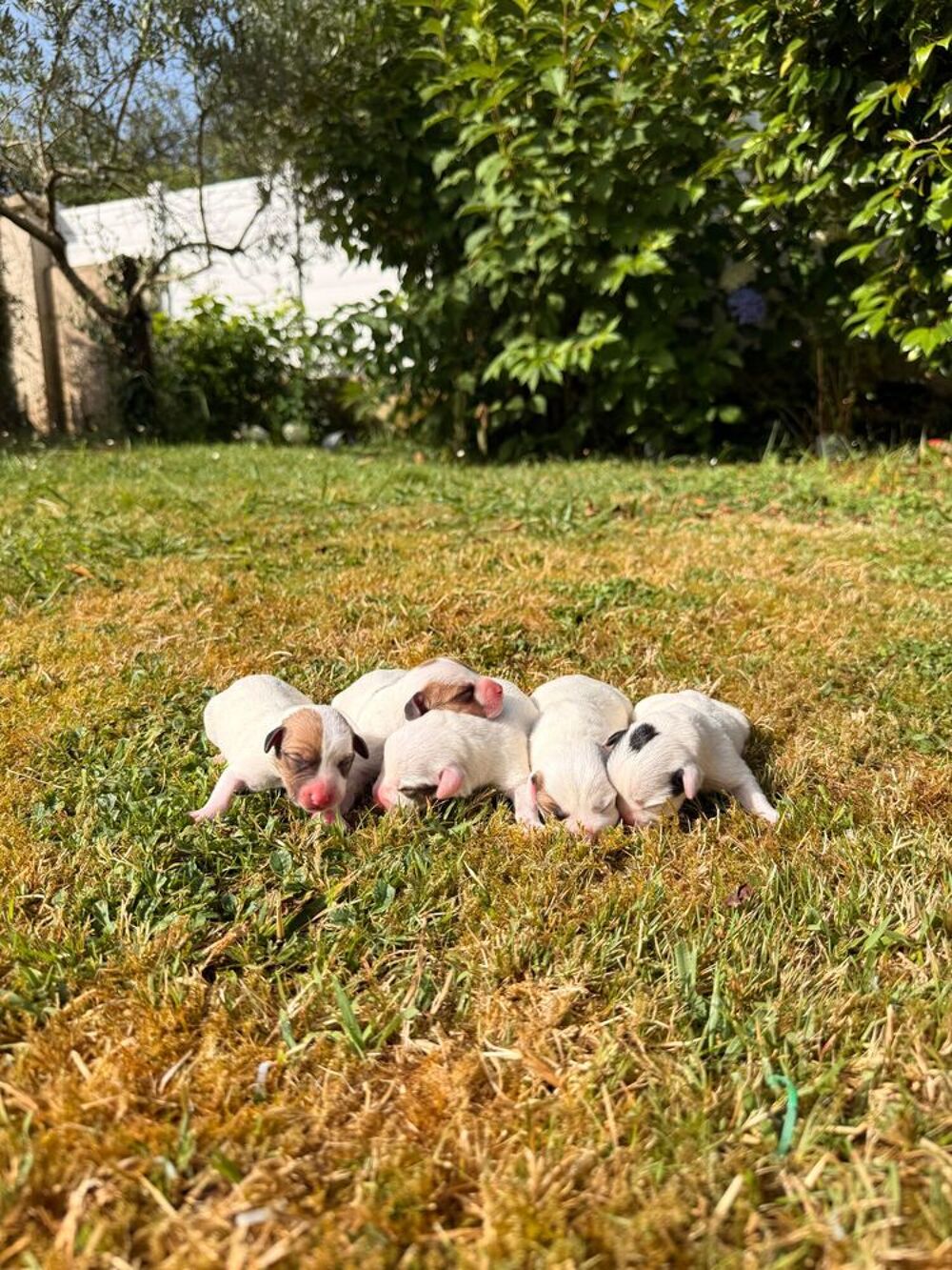   Chiots Jack Russel 