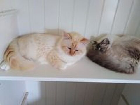   CHATON SACRE DE BIRMANIE LOOF 
