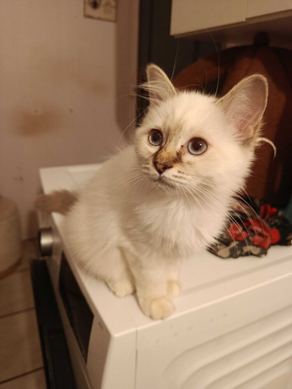   FEMELLE SACRE DE BIRMANIE 