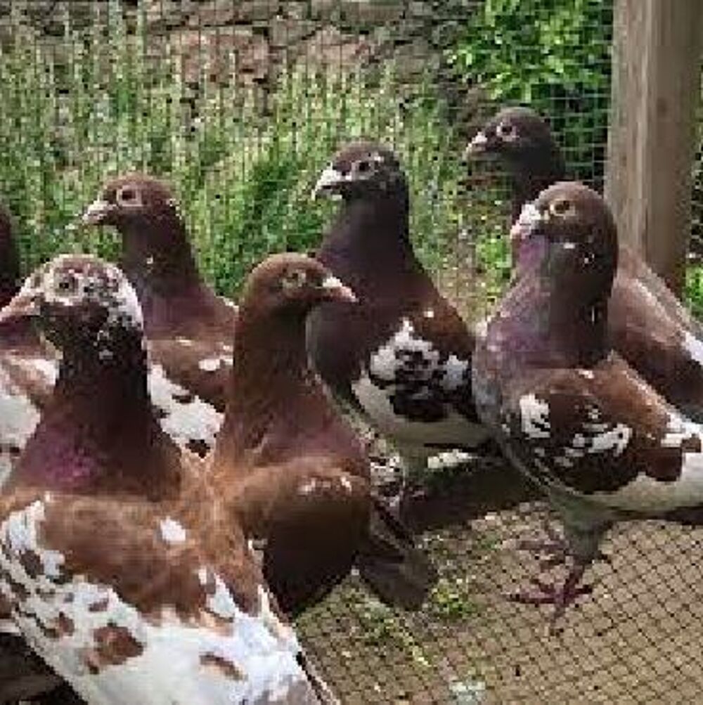   Pigeons Voyageurs Choco Meulemans 