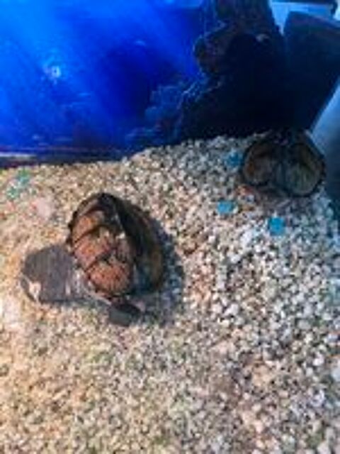   2 tortues Sternotherus carinatus 