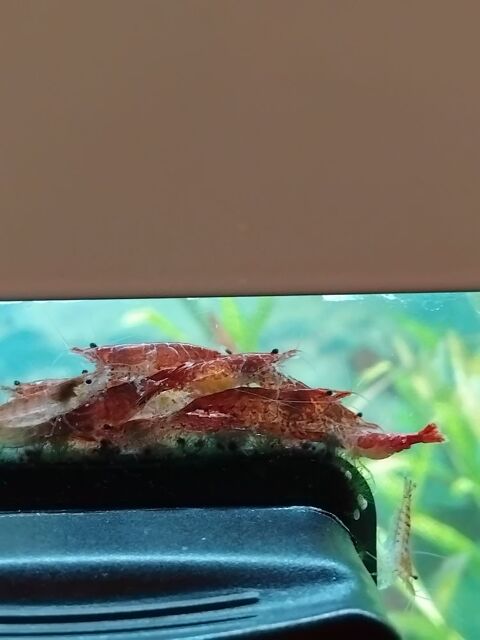 Crevettes red cherry 1 77115 Blandy