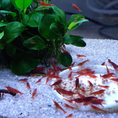 CREVETTE BLOODY MARY 3 37270 Ath�e-sur-cher