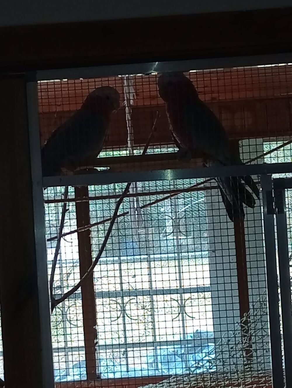   Couple de cacatoès rosalbin 