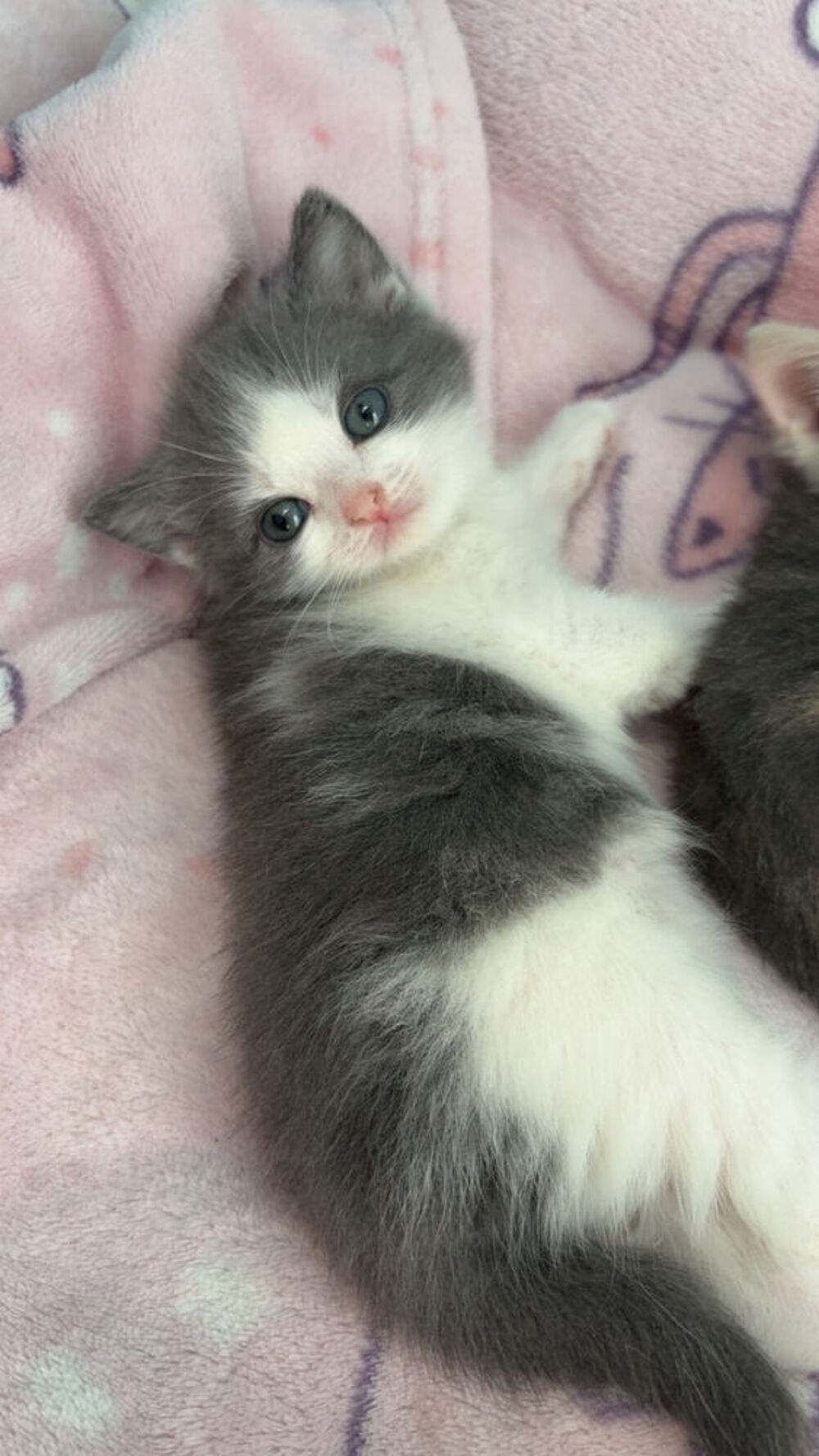   Chaton british shortair  