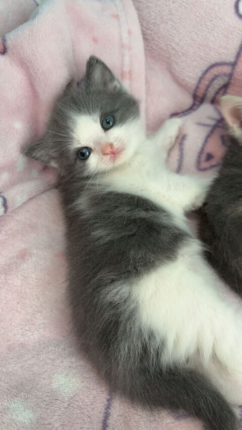 Chaton british shortair 0 77370 Nangis