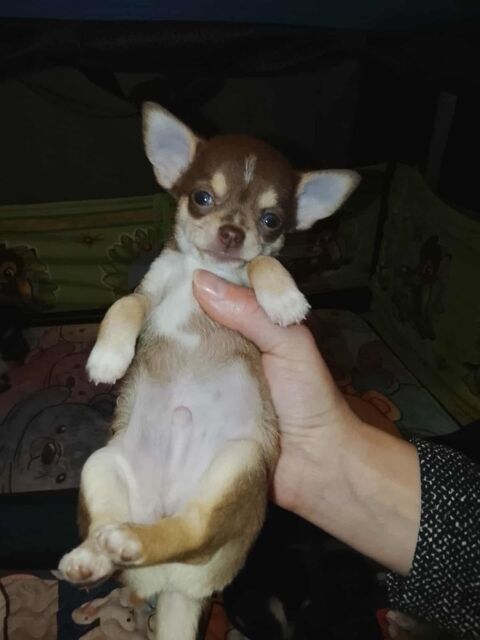 Chiot chihuahua 800 39360 Vaux-ls-saint-claude