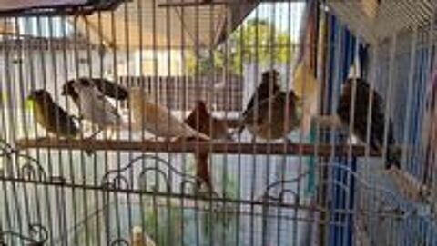   canari de l annee 