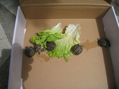 adorables bébés tortues 45 34090 Montpellier