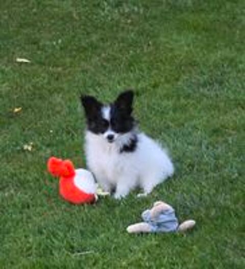   Papillon femelle à réserver  