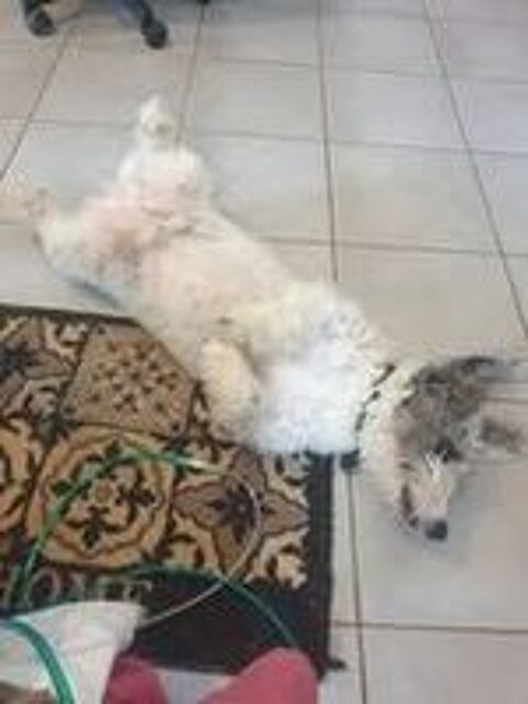   Chien NOUGAT � l adoption 