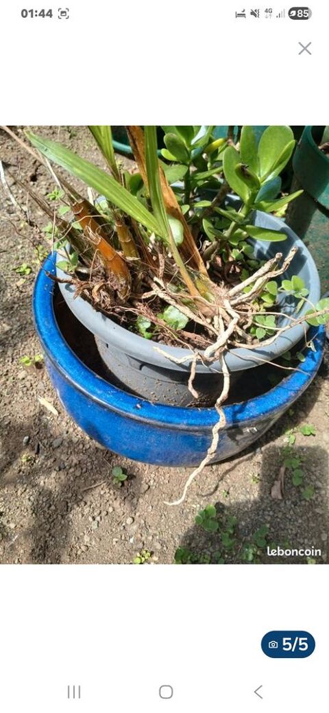 Plantes et pots vari�s 10 Saint-Joseph (97)