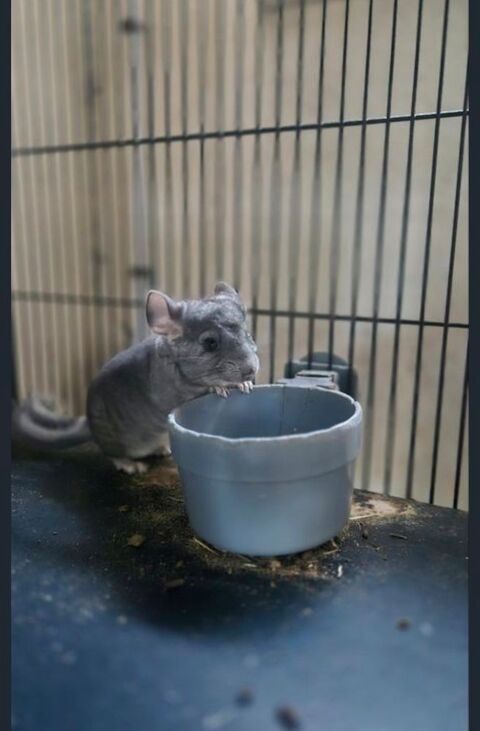 Chinchilla femelle 60 31330 Le burgaud