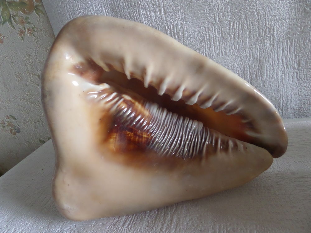 coquillage cypaea fuma 