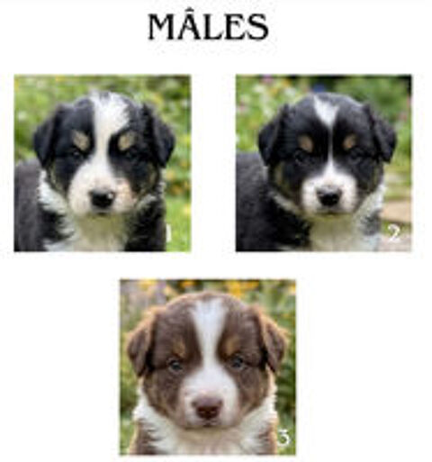   Chiot Berger Australien LOF 