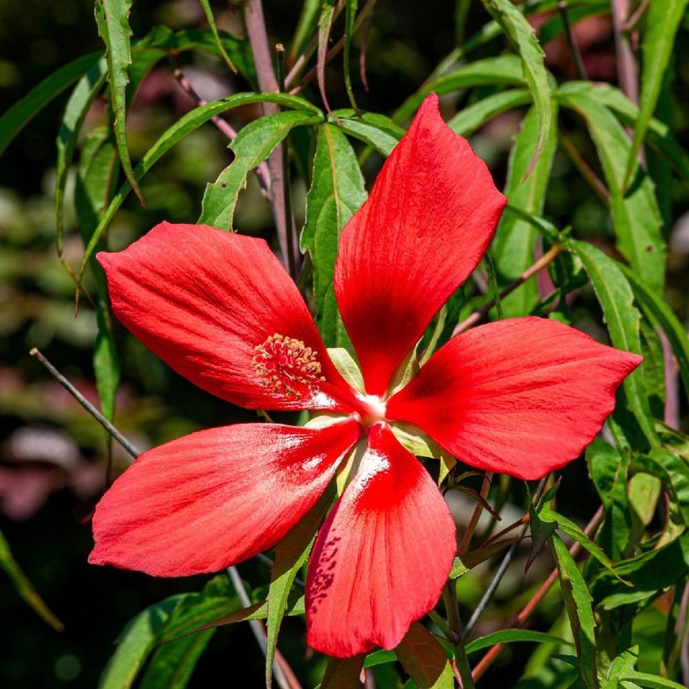 hibiscus Jardin