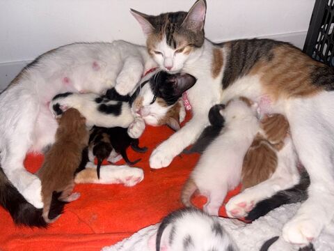 Don chaton 0 83300 Draguignan