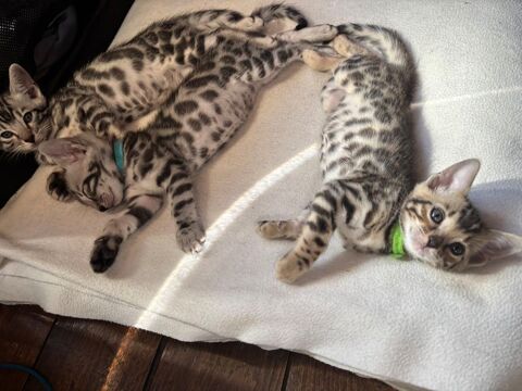 Magnfique port&eacute;e de chatons Bengal silver & brown LOOF 1500 73660 Saint-rémy-de-maurienne