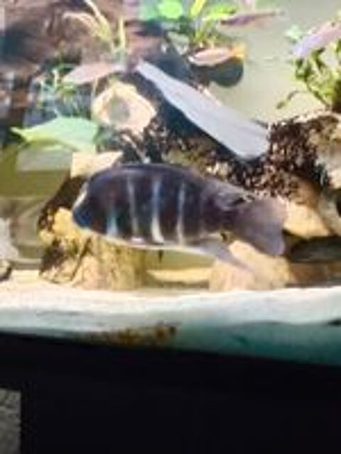   3 Frontosa 