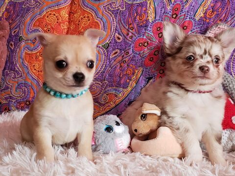 Chiots Chihuahua (FAC de paiement en 4 fois ) 950 60130 Wavignies