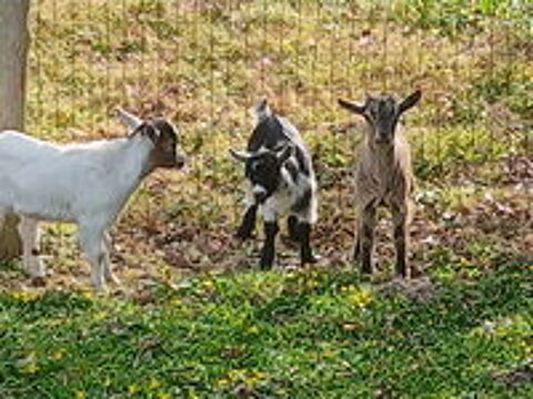  bouc main et biquette naine 