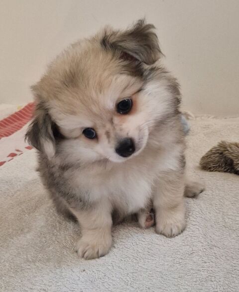 Chiots Pomchi 900 62710 Courrières