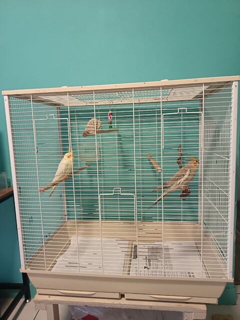 Cage pour oiseaux 40 06100 Nice