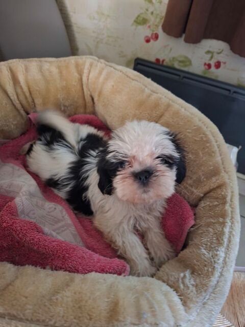 SPLENDIDES SHIH TZU M&Acirc;LE NOIR ET BLANC ET BLANC.. 680 86400 Civray