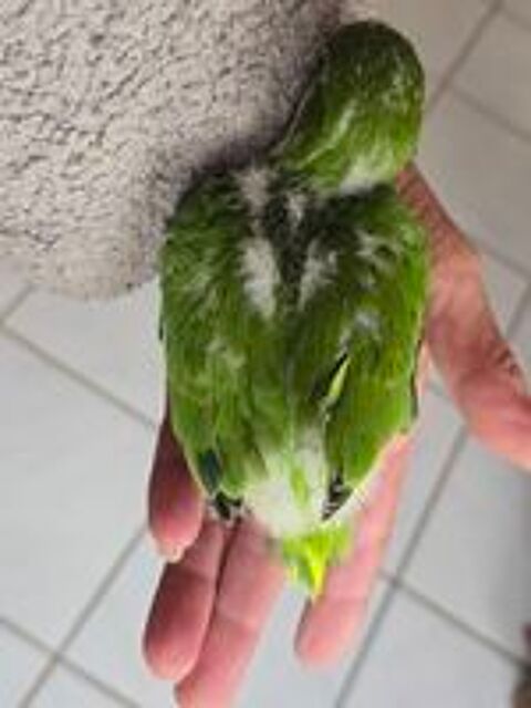   Conure quaker eam 
