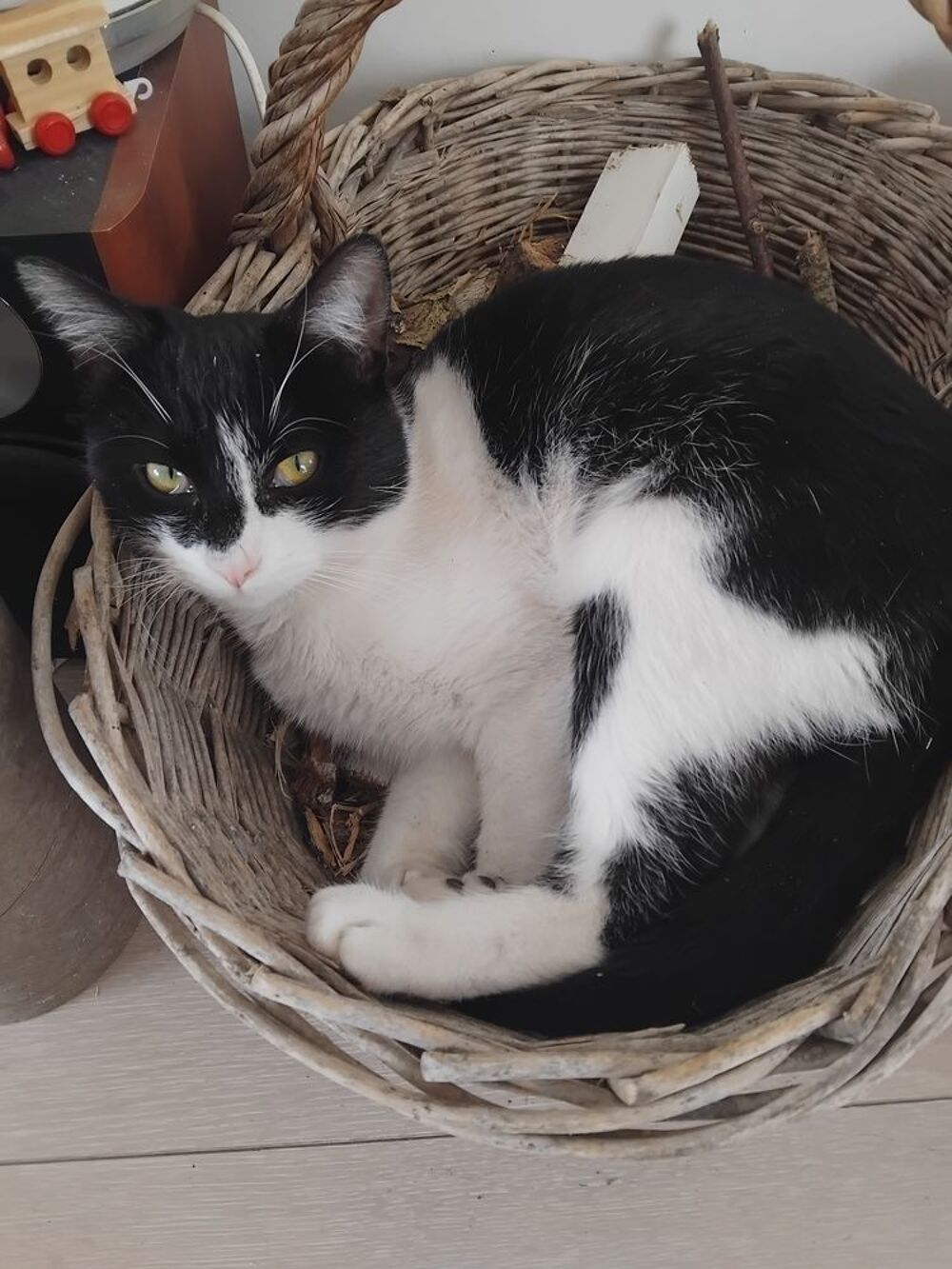   À LA RECHERCHE DE MANNY JEUNE CHAT MÂLE NOIR ET BLANC 