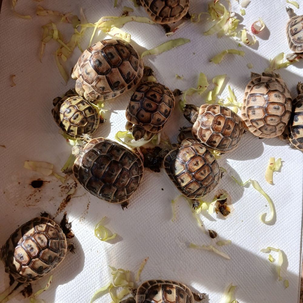   Tortue de terre GRAECCA bb  
