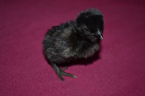 Poussins Cemani 5 59138 Pont-sur-sambre