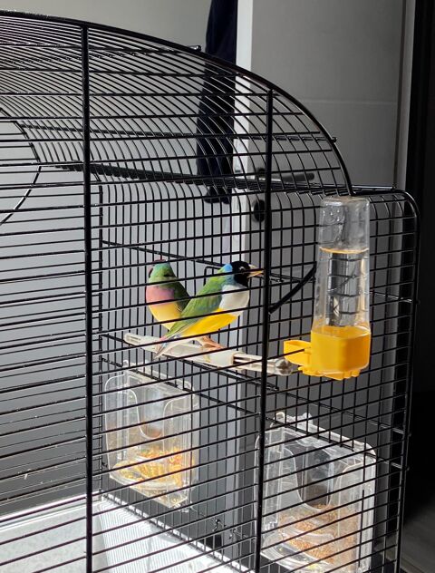 Diamant de gould 45 35890 Bourg-des-comptes
