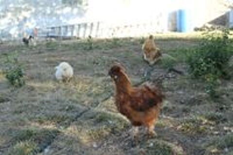   Jeunes coqs Soie nains marrons - 6 mois 
